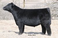 a large black cow standing on top of a dry grass covered field with trees in the background