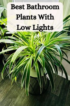 a potted plant with the words best bathroom plants with low lights