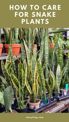 some plants that are in pots with the words how to care for snake plants on them