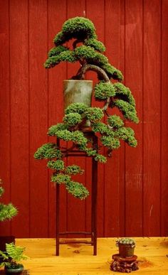 a bonsai tree in front of a red wall