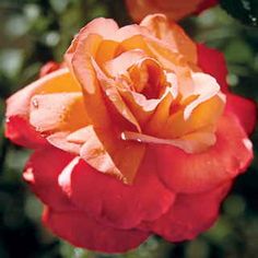 an orange and red rose with water droplets on it