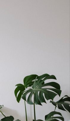 two green plants sitting next to each other on top of a wooden table in front of a white wall