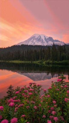 a mountain is in the distance with pink flowers around it