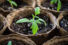 seedlings are growing in brown bags filled with dirt and small green plant sprouts