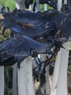 some very pretty blue flowers with black petals