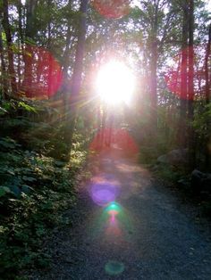 the sun shines brightly through the trees in the woods on a path that is surrounded by foliage