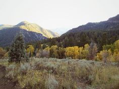 the mountains are full of trees and grass with yellow, green, and red leaves