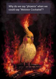 a yellow bird sitting on top of a fire with the caption, why do we say