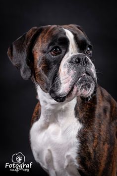 a brown and white boxer dog looking at the camera with an intense look on his face