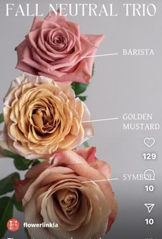 three different types of flowers are shown in this graphic style, with the words fall neutral trio above them