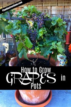 a potted plant with grapes in it and the words how to grow grapes in pots