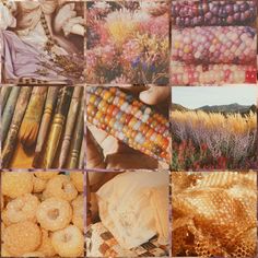 a collage of pictures with different types of flowers and plants in them, including corn on the cob