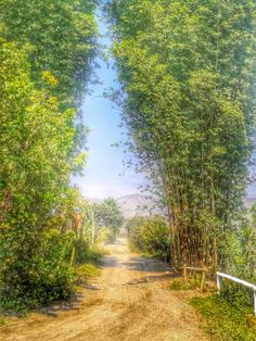 a dirt road surrounded by trees and bushes