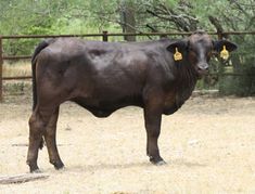 a brown cow standing on top of a dirt field next to a fence and trees