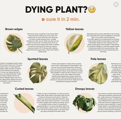 a poster with different types of plants and their names on it's side, including leaves