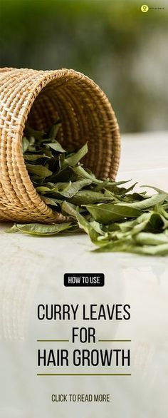 Every woman dreams of long and luscious locks that form the crowning glory of her appearance. Have you ever used curry leaves for hair growth? Here is all you need to know about it in detail Oily Scalp, Coconut Oil Hair