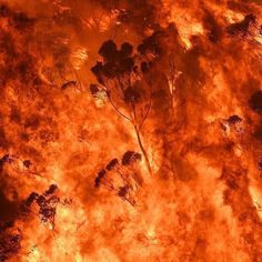 an aerial view of trees on fire