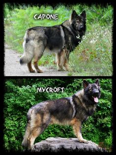 two different dogs standing next to each other on a dirt road in front of trees and bushes