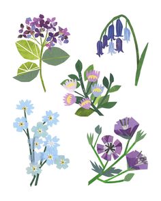 four different types of wildflowers on a white background with green leaves and purple flowers