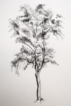 a black and white drawing of a tree