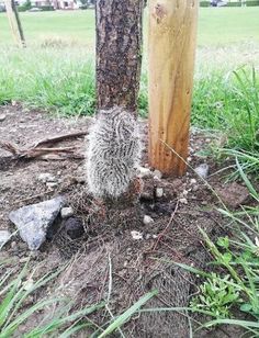 a hedgehog is standing next to a tree in the dirt near rocks and grass