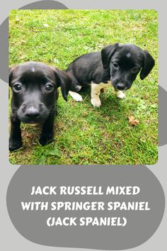 two black and white puppies standing in the grass with text that reads jack russell mixed with springer spaniel jack spaniel