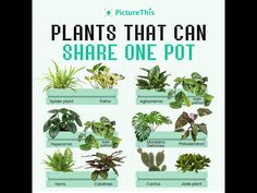 a poster with plants that can share one pot and the words plant's that can share one pot