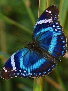 a blue butterfly sitting on top of a green plant