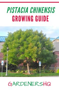 a tree in front of a building with the words growing guide on it and an image of