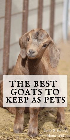 the best goats to keep as pets is featured in this postcard with an image of a baby goat