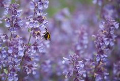 a bee sitting on top of a purple flower