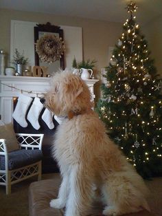 a dog sitting on a couch in front of a christmas tree