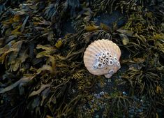 a sea shell on the ground surrounded by seaweed and other plants, viewed from above