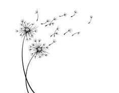 a black and white photo of a dandelion blowing in the wind on a white background