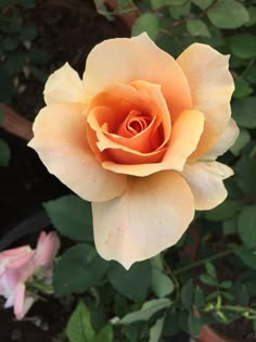 a peach colored rose with green leaves in the background