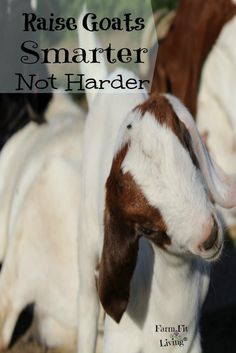 a goat standing next to other goats with text overlay reading raise goats smarter not harder