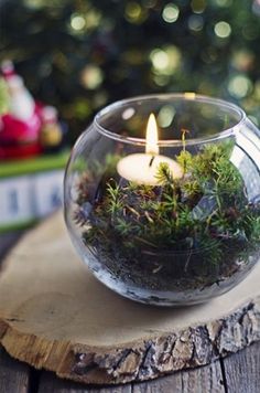 a glass bowl filled with moss and lit candles on top of a wooden table next to a christmas tree