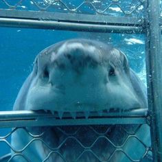 a close up of a dolphin behind a fence with water in it's mouth