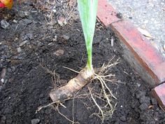 a close up of a plant with roots growing out of the ground in a garden