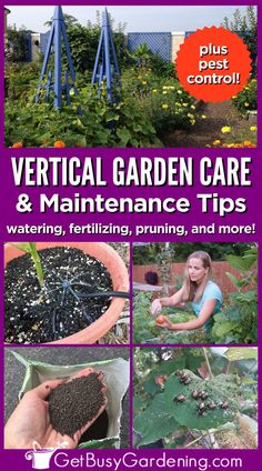 a larger garden with two blue towers with vining plants growing up the towers Vertical Gardens, Garden Maintenance, Garden Care, How To Take, Vertical Garden, Weeding, To Grow