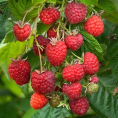 raspberries growing on the tree with green leaves