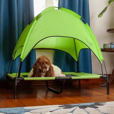 a dog is sitting in a green tent