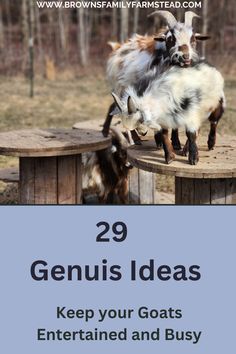 Goats on Large Cable Spools Goat Enrichment Diy, Goat Playground Ideas Old Tires, Playground For Goats, Diy Goat Scratching Post, Goat Playground Ideas Diy Pallets, Baby Goat Playground Ideas, See Saw Design