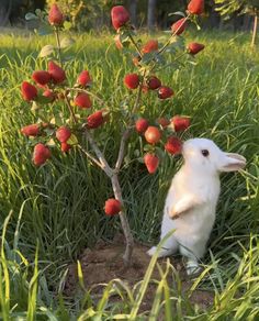 a small white rabbit sitting in the grass next to a tree with red flowers on it