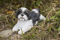 Adorable black and white shih tzu stretched out in a laying down position. Gazing up with life like dark eyes, its mouth is slightly open showing a soft pink tongue. Made from polyresin it is perfect for both indoor and outdoor display. Makes a great gift for dog lovers Height: 7.5" Length: 14.5" Item Composition: Poly-resin Color: Black/White Hi-Line Gift 7.48-in H x 6.5-in W Black Animal Garden Statue | 87797-BK Shih Tzu Haircut, Teacup Pug, Dog Garden Statues, Baby Shih Tzu, Bunny Statue, Fairy Statues, Garden Deck, Dog Garden, Havanese Puppies