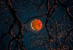 an orange moon is seen through the branches of a tree in the night sky with stars