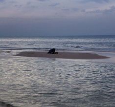 a dog laying on top of a sandy beach next to the ocean