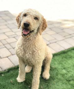 a white dog sitting on top of a lush green grass covered field next to a brick walkway