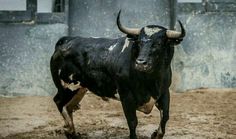 a black and white bull with horns standing on dirt ground in front of a building