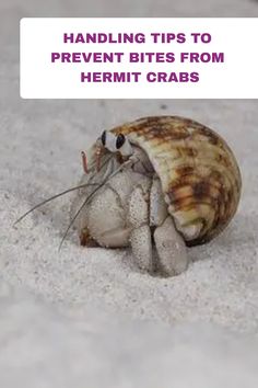 a close up of a snail on the ground with text reading handling tips to prevent bites from hermit crabs